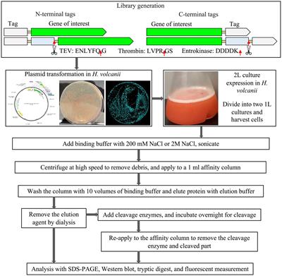 A systematic analysis of affinity tags in the haloarchaeal expression system, Haloferax volcanii for protein purification